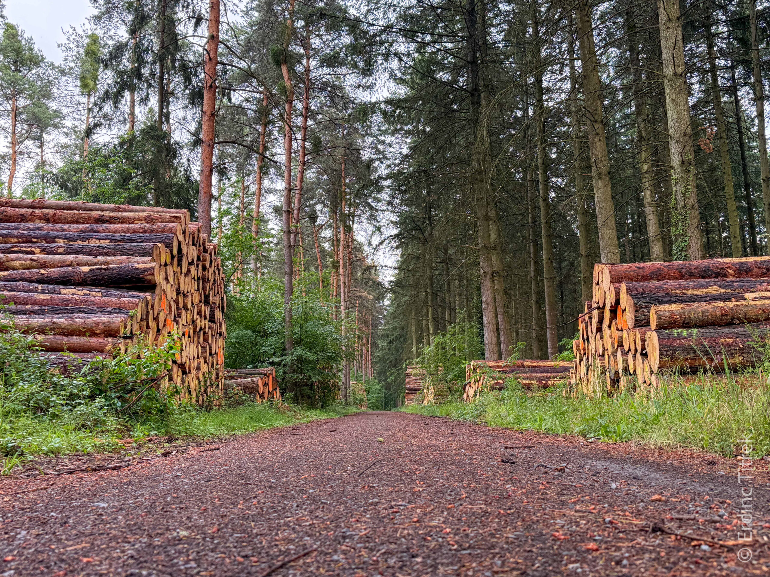 Running in Walldorf